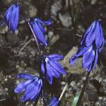 scillaflosiberica1