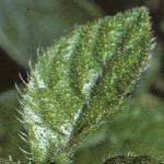 symphytumfol1ibericum