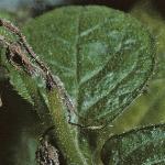 symphytumfol2ibericum