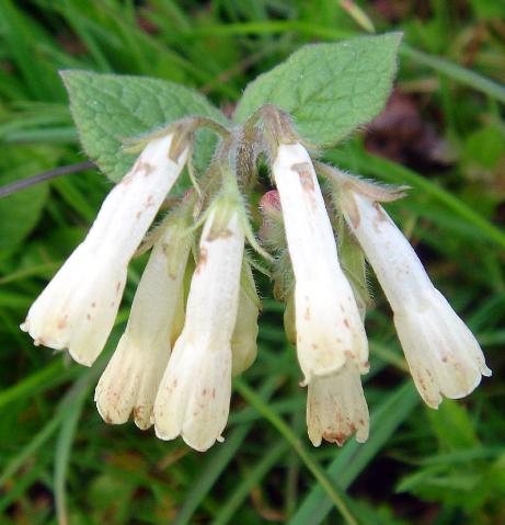 symphytumpflos91ibericumwikimediacommons