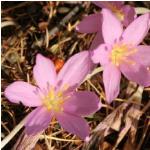colchicumpflosbaytopiorumkevock