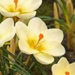 crocuspflochrysanthuscreambeautygeetee
