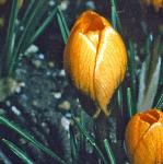 crocuspflochrysanthuseabowlesfoord