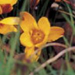 crocuspflochrysanthuszwanenburgbronzegeetee
