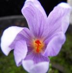 crocuspfloligusticusrvroger