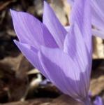 crocuspflopallasiidicpataceusrvroger