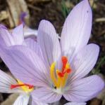 crocuspflopallasiirvroger