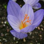crocuspfloserotinusclusiirvroger