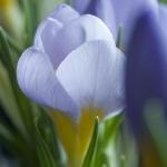 crocuspflosieberiatticusfireflygeetee