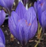 crocuspflospeciosusainorvroger