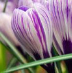 crocuspflovernuspickwickgeetee