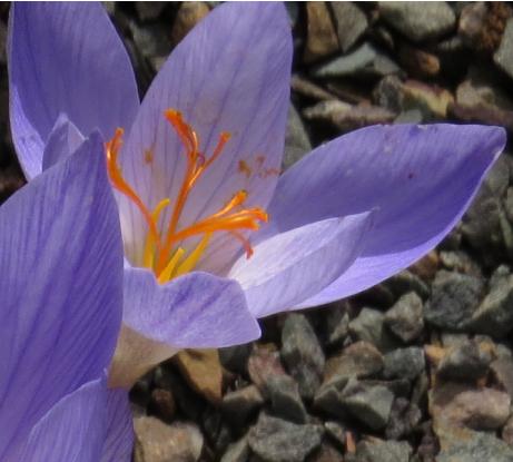 crocuspflo1serotinusclusiigarnonswilliams