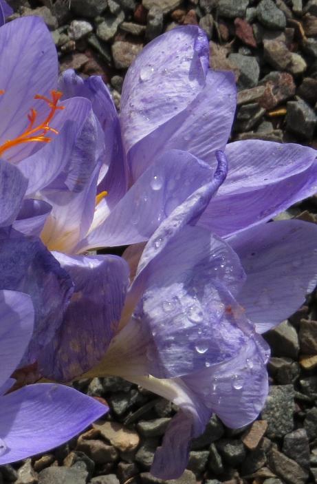 crocuspflo2serotinusclusiigarnonswilliams
