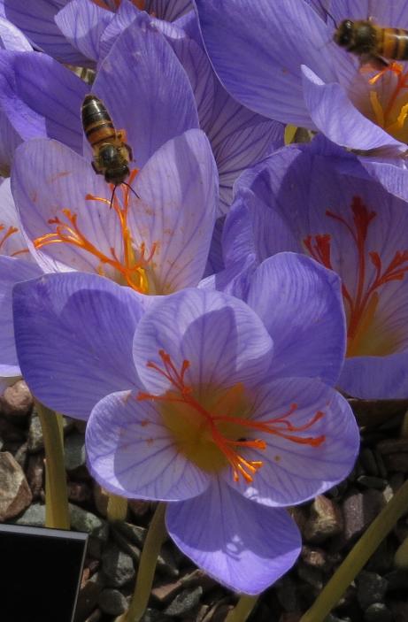 crocuspflo3serotinusclusiigarnonswilliams