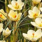 crocuspfloschrysanthuscreambeautygeetee