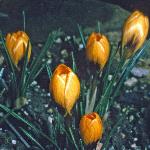 crocuspfloschrysanthuseabowlesfoord