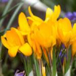 crocuspfloschrysanthusgoldilocksgeetee