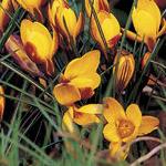 crocuspfloschrysanthuszwanenburgbronzegeetee