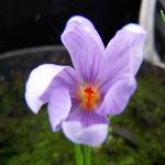 crocuspflosligusticusrvroger1