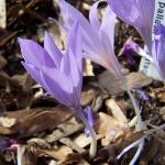 crocuspflospallasiidicpataceusrvroger