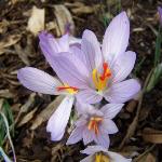 crocuspflospallasiirvroger