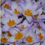 crocuspflossieberiatticusfireflykevock
