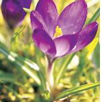 crocuspflostommasinianusrubygiantgeetee1