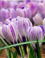 crocuspflosvernuspickwickgeetee
