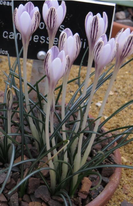 crocuspflos1cambessedanusgarnonswilliams