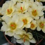crocuspflos1chrysanthuscreambeautykevock