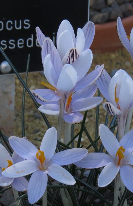 crocuspflos2cambessedanusgarnonswilliams