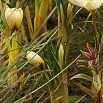 crocuspfolchrysanthuscreambeautygeetee