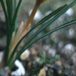 crocuspfolchrysanthuseabowlesfoord