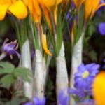 crocuspfolchrysanthusgoldilocksgeetee