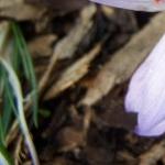 crocuspfolpallasiirvroger