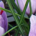 crocuspfolsativusrvroger