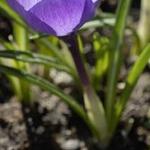 crocuspfoltommasinianusgeetee1