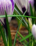 crocuspfolvernuspickwickgeetee