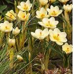 crocuspforchrysanthuscreambeautygeetee