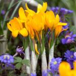 crocuspforchrysanthusgoldilocksgeetee