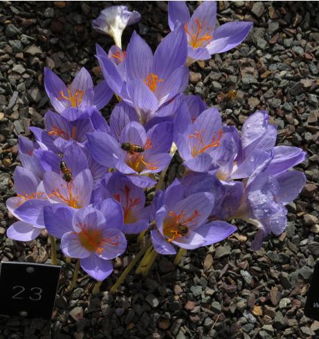 crocuspforserotinusclusiigarnonswilliams