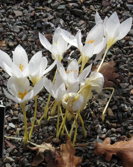 crocuspforspeciosusalbusgarnonswilliams