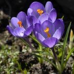 crocuspfortommasinianusgeetee1