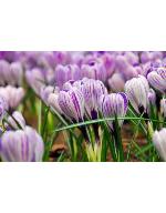 crocuspforvernuspickwickgeetee