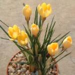 crocuspfor1chrysanthuscreambeautykevock