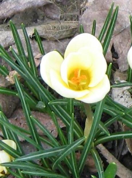 dcrocuspflo91chrysanthuscreambeautywikimediacommons