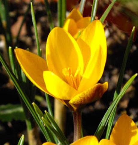 dcrocuspflo91chrysanthuszwanenburgbronzewikimediacommons