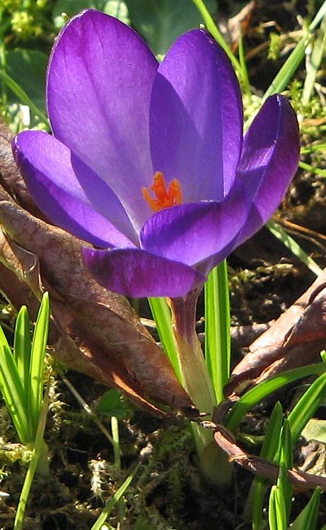 dcrocuspflo91tommasinianusrubygiantwikimediacommons