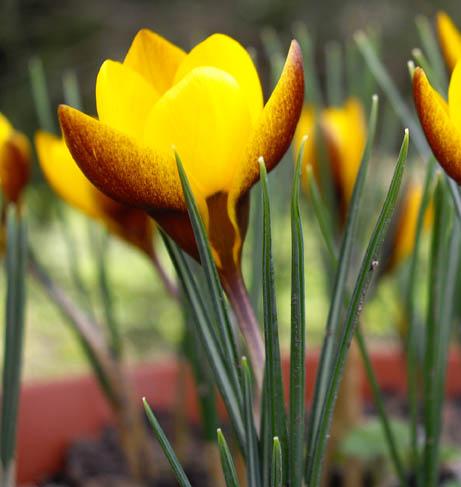 dcrocuspflo92chrysanthuszwanenburgbronzewikimediacommons