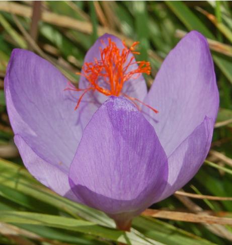 dcrocuspflo96ligusticuswikimediacommons